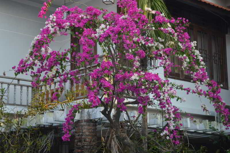 The Hoi An Orchid Garden Villas 外观 照片